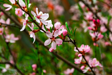 Delicate pink blossoms bloom in springtime, showcasing nature's beauty among green foliage in a tranquil garden setting
