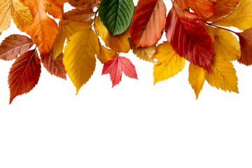 Vibrant autumn leaves hanging on a branch