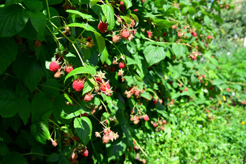 Obraz premium Raspberry Bush Laden with Ripe Berries in Sunlight