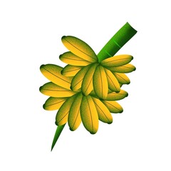 Banana Cluster from Top View HandDrawn Art