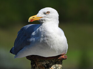 Möwe am Nord-Ostsee-Kanal