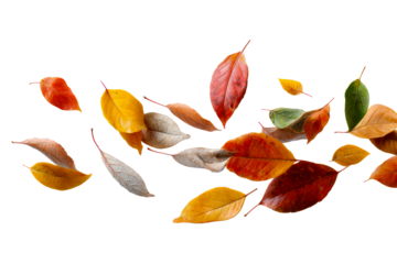 Colorful leaves falling in autumn breeze