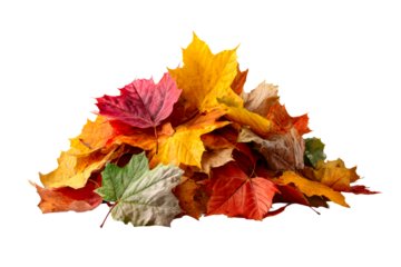 Colorful autumn leaves gathered in a pile