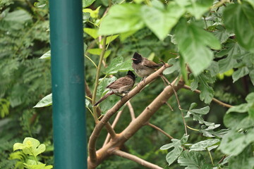 Red vented Bulbul