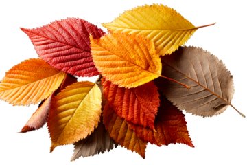 Autumn leaves on a clear background