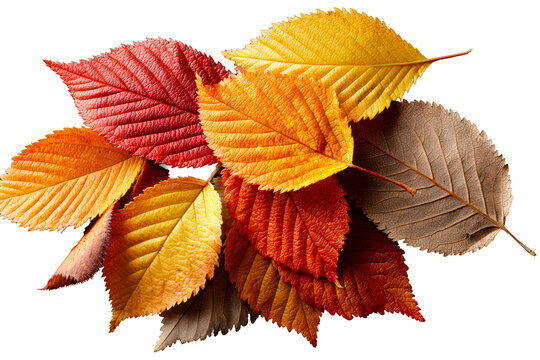 Autumn leaves on a clear background