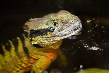 Portrait of a male Eastern Water Dragon bathing his head out of the water in a vivarium. Physignathus lesueurii, Touraine, Indre et Loire 37, r&eacute;gion Centre Val de Loire, France, European Union, Europe