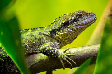Portrait of a female Eastern Water Dragon resting on a branch in a vivarium. Physignathus lesueurii, Touraine, Indre et Loire 37, région Centre Val de Loire, France, European Union, Europe