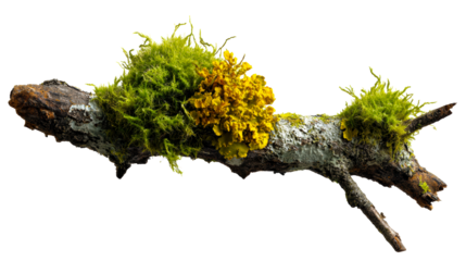 Tree branch covered with vibrant green moss and yellow lichen, cut out transparent