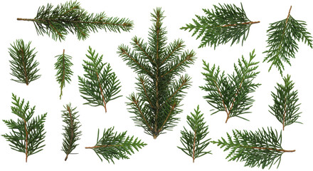 Obraz premium Meticulously arranged diverse evergreen foliage (pine, fir, cedar, juniper) in various green shades, pristine on a transparent background, flat lay, high-key, sustainable growth concept