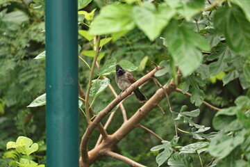 Red vented Bulbul