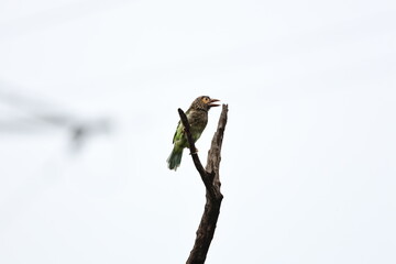 Brown headed Barbet