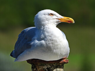 Möwe am Nord-Ostsee-Kanal