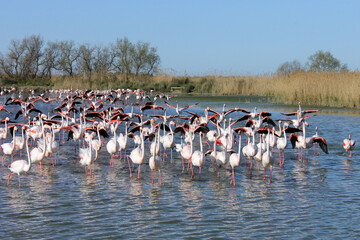 Fototapeta premium Un groupe de flamants très excités