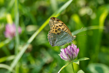 Fototapeta premium Silver-washed Fritillary butterfly (Argynnis paphia) sitting on pink flower in Zurich, Switzerland