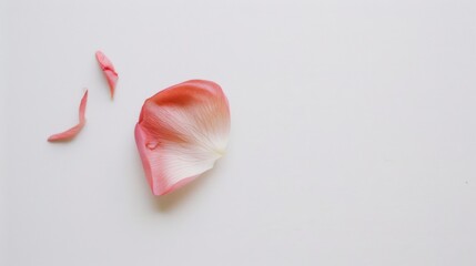 Petals on a White Background