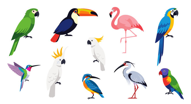 Illustration showcasing a diverse collection of colorful tropical birds on a white background scene