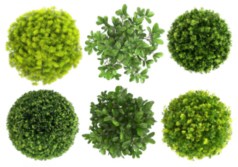 A set of top-view green plants, png, transparent