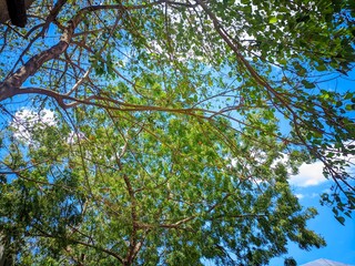 green leaves and blue sky