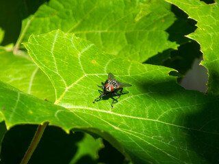 A detailed close-up of a housefly on a green leaf.