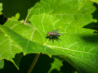 A detailed close-up of a housefly on a green leaf.