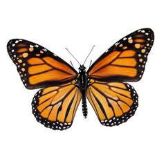 Fototapeta premium Vivid monarch butterfly with orange and black pattern on transparent background
