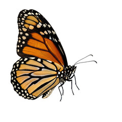 Fototapeta premium Vibrant monarch butterfly on transparent background with detailed wing patterns
