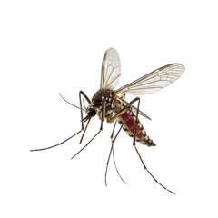 Close-up of mosquito with detailed wings and body on transparent background