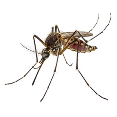 Fototapeta premium Detailed close-up of a mosquito on transparent background