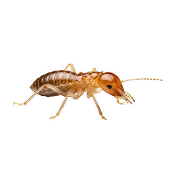 Detailed close-up of a termite on transparent background