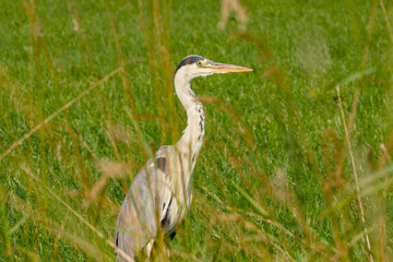 close-up of a grey heron hiding in tall grass