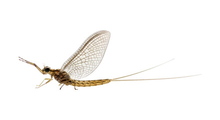 Detailed close-up of a common mayfly with transparent, delicate wings