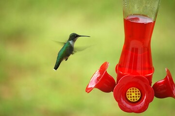 Obraz premium hummingbird flying towads at nectar feeeder