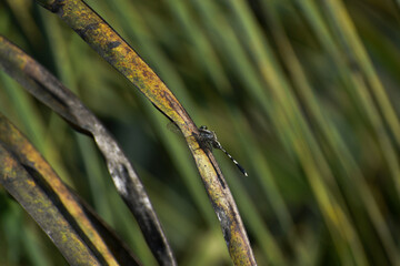 dragonfly on a branch