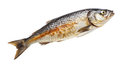 PNG Seafood sardine animal fish.
