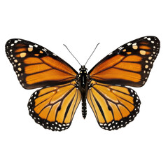 Vibrant monarch butterfly with detailed orange and black patterns on transparent background