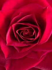 Close-up of Delicate Red Rose Petals