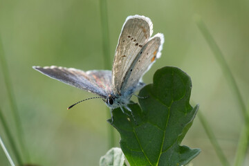 Closeup on a short-tailed blue or tailed Cupid butterfly, Cupido argiades in a meadow