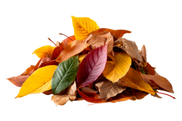 Colorful autumn leaves piled on a white surface