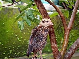Young brown-feathered chicken with unique patterns standing under a small tree with natural background and Looking to the Side. Suitable for themes of poultry, farming, and rural life. 