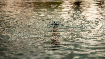 Ripples form on the surface of a calm water body as gentle winds create a serene atmosphere in the early evening light