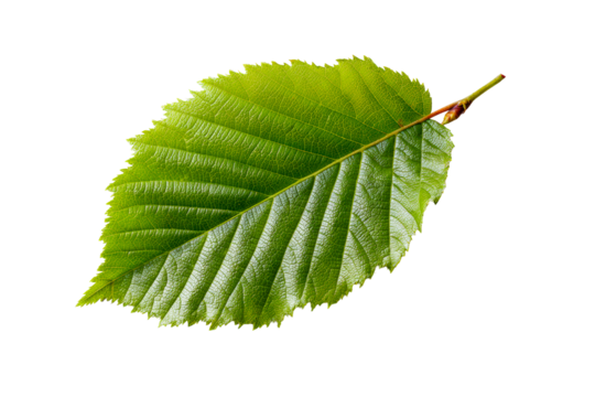 Detailed green leaf with a transparent background