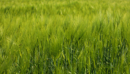 A close-up view of a lush green field swaying in the wind. The grain stalks are arranged to create a uniform, pleasing pattern, embodying the tranquility and harmony of nature.