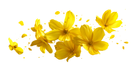 Several vibrant yellow cosmos flowers and petals scattered against a pure white background, cut out transparent