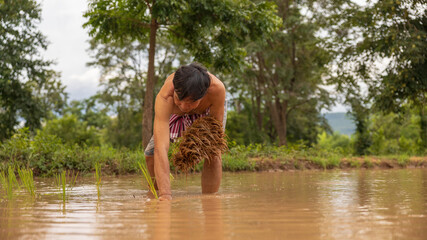 Fototapeta premium Farmer planting rice seedlings in tranquil flooded field during sunny day in rural landscape