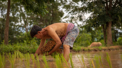Farm worker cultivates rice in green fields during daylight near a rural village in Southeast Asia