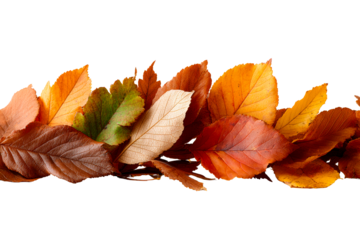 Autumn leaves on transparent background