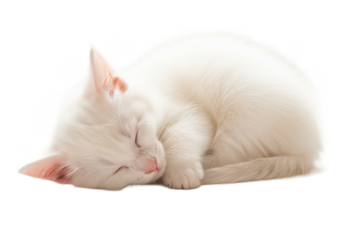 Adorable fluffy white kitten peacefully sleeping curled up on a pristine white background, showcasing innocence and tranquility