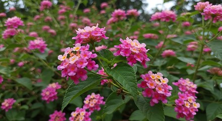 Pink Bloom's Embrace