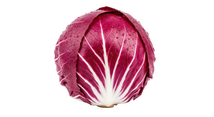 Fototapeta premium A whole fresh head of red radicchio lettuce with water droplets, isolated on a pure white background